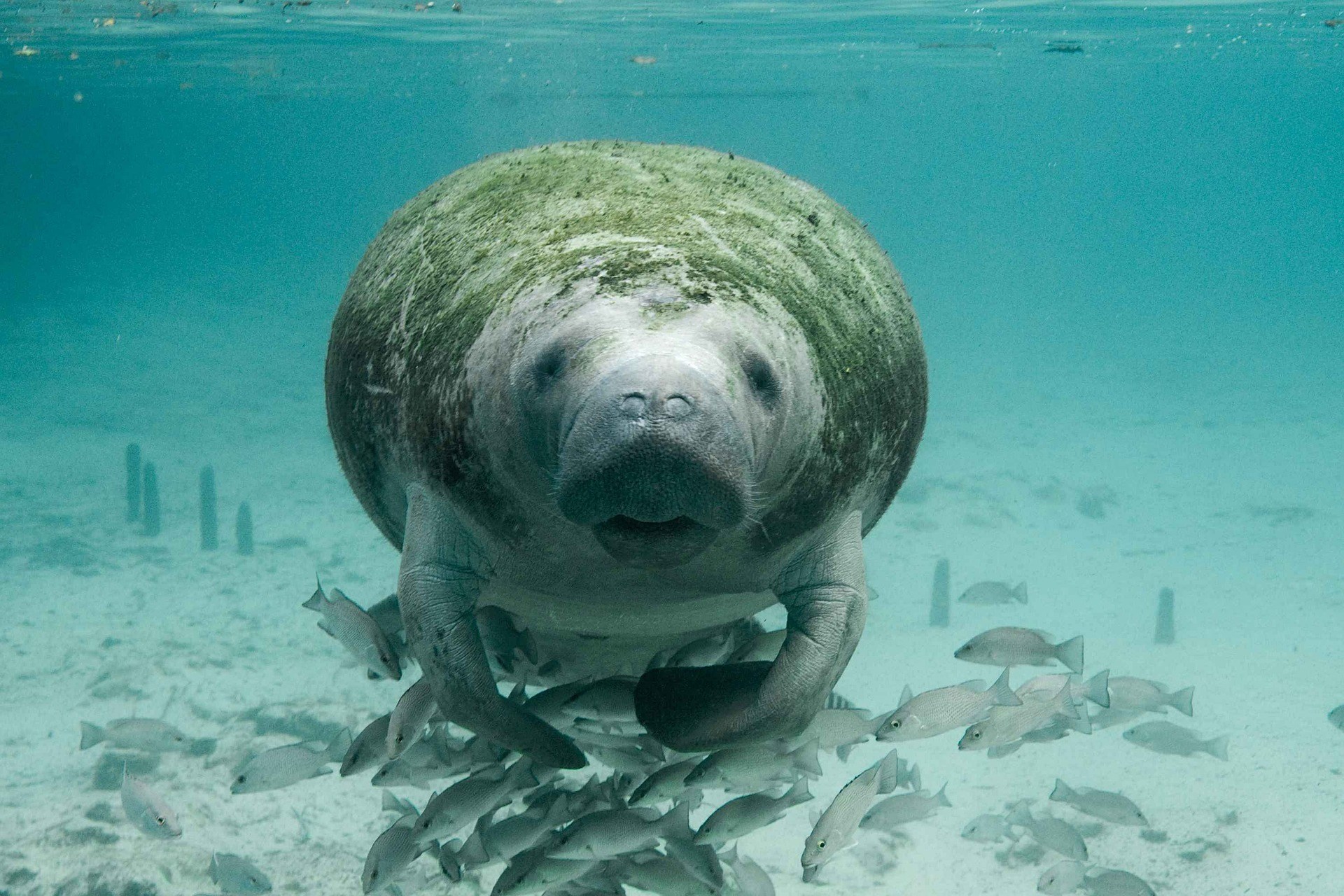 Search for endangered Manatees