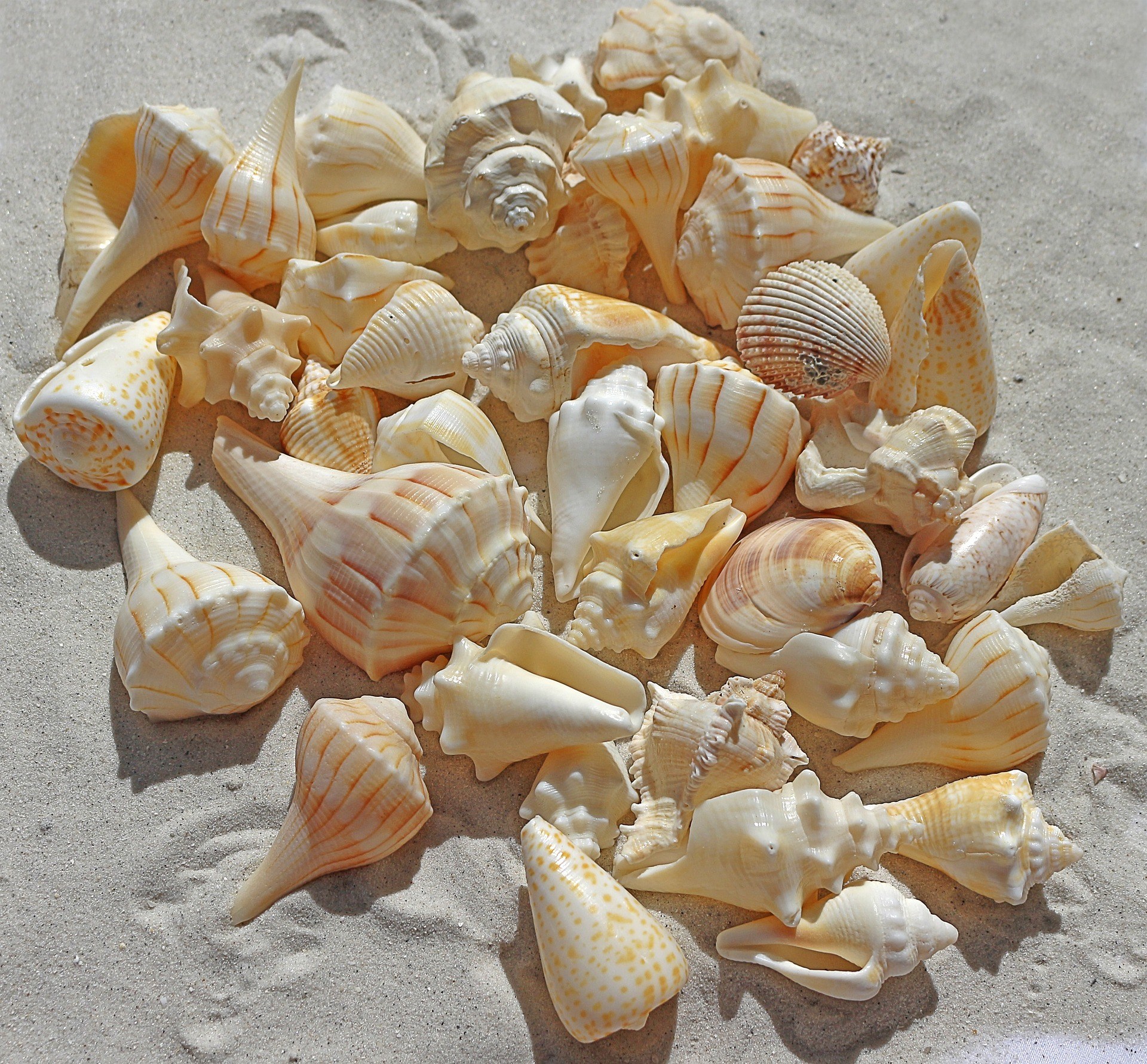 Collect Beautiful Shells